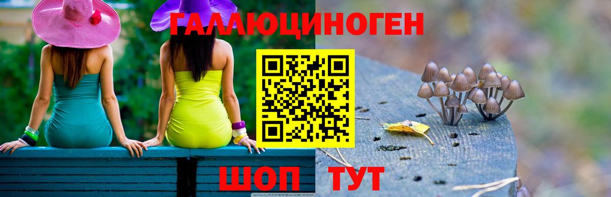 Галлюциногенные грибы Psilocybe Сыктывкар